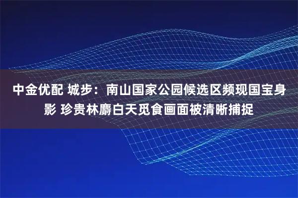 中金优配 城步:南山国家公园候选区频现国宝身影 珍贵林麝白天觅食画面被清晰捕捉